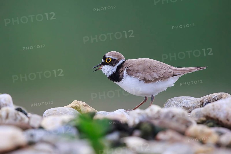 Little Ringed Plover (Charadrius dubius) male, North Rhine-Westphalia, Germany