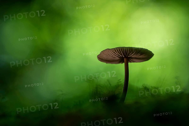 Mushroom in Urwald Baumweg, Ahlhorn, Lower Saxony, Germany