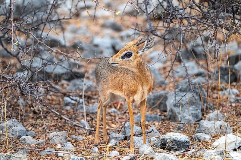 Damara dik-dik or kirk dik-dik (Madoqua kirkii), adult animal in the undergrowth, Etosha National Park, Namibia