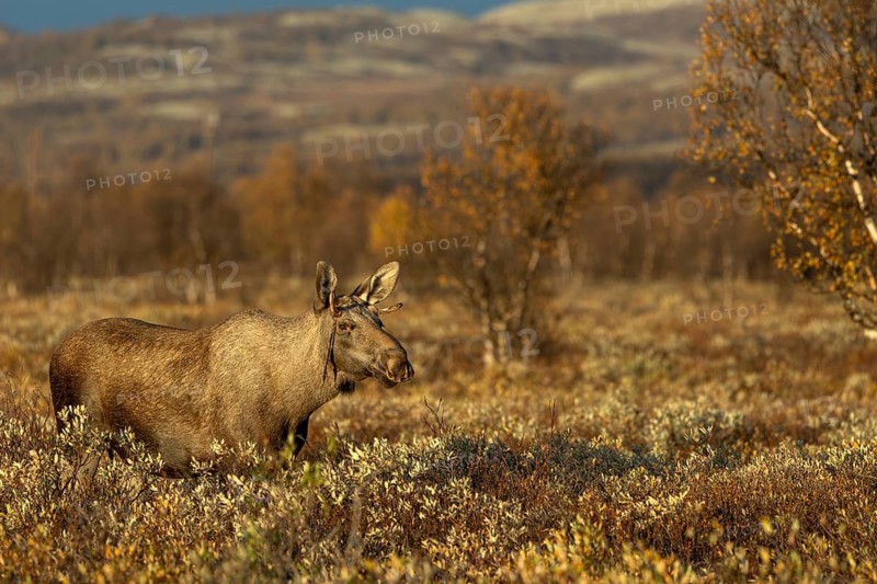 A young bull moose (Alces alces) watching a cow moose with her calf, presumably his mother, moose rut, rutting season, autumn, Ruska, September, Norway