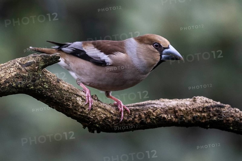 Hawfinch (Coccothraustes coccothraustes), Emsland, Lower Saxony, Germany