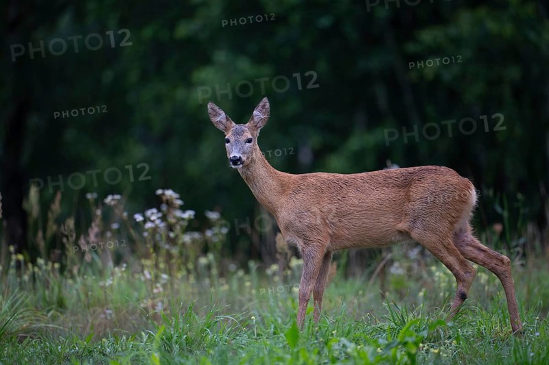 Roe deer (Capreolus capreolus) in a forest clearing, Tyrol, Austria