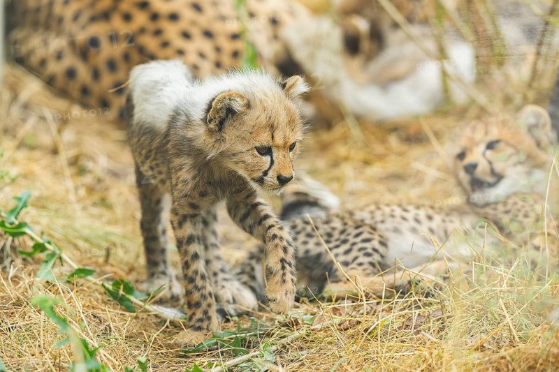 Cheetah (Acinonyx jubatus) youngster walking on a meadow, captive, occurrence Africa