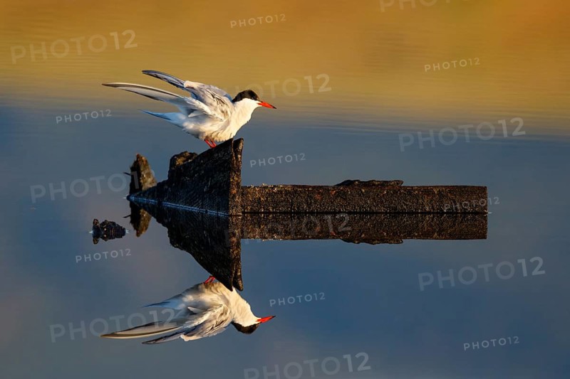 Common Tern (Sterna hirundo), Greece