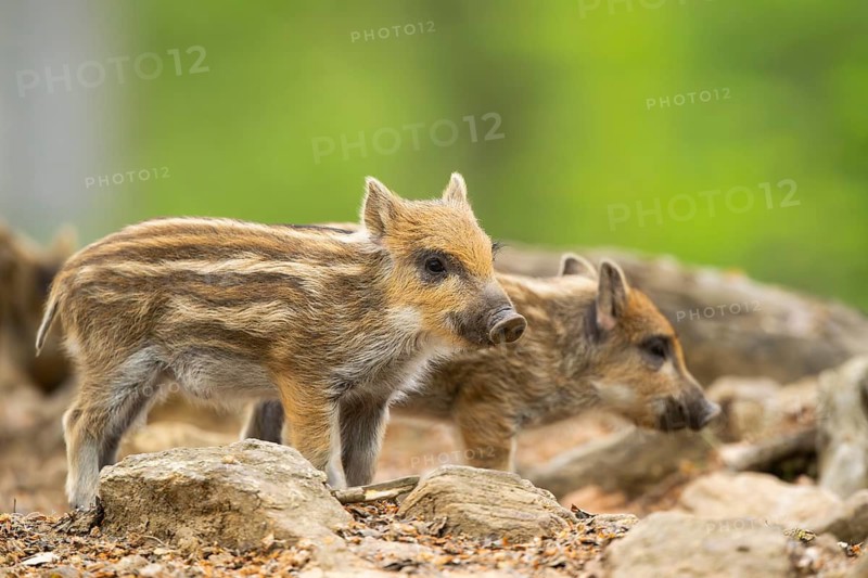 Wild boar (Sus scrofa) piglets standing in a forest, Bavaria, Germany