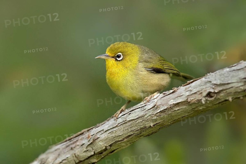 Slender-billed White-eye (Zosterops tenuirostris) perched on a branch, Norfolk Island, Australia