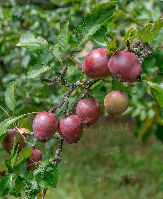 Felt apple (Malus pumila 'Niedzwetzkyana'), Tübingen Botanical Garden, Germany