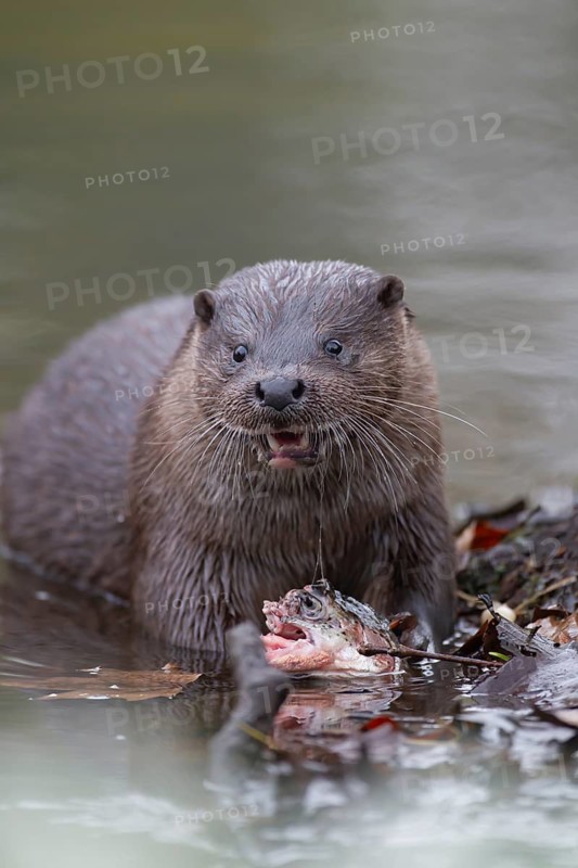 Eurasian otter (Lutra lutra) adult animal feeding on a fish on a river bank, England, United Kingdom