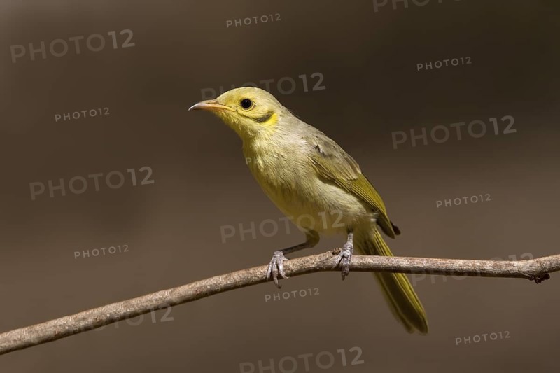 Yellow-tinted Honeyeater (Ptilotula flavescens), Western Australia, Australia