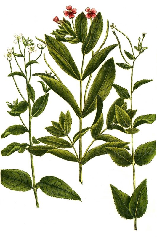 Botany, plants, various Lysimachia siliquosa glabra