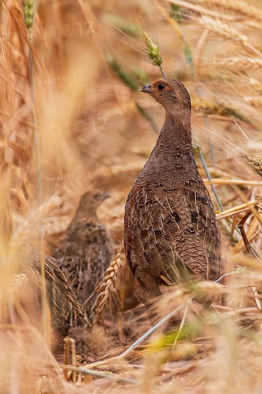 Grey partridge (Perdix perdix) female together with young bird at the edge of a cereal field while foraging in summer, Hesse, Germany
