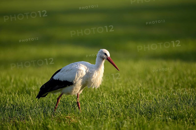 Weissstorch (Ciconia ciconia), White Stork, Altvogel bei der Nahrungssuche, Oktober, NSG Dingdener Heide, Nordrhein-Westfalen, Deutschland