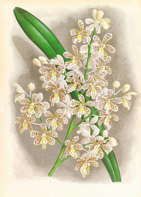 Orchid, Cleisostoma Guiberti, authentic reproduction of an illustration by Jean Jules Linden (1817 - 1898), Luxembourgish-Belgian botanist, one of the fathers of orchid research, Historical