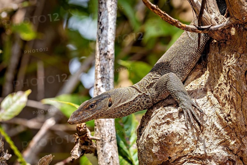 A lizard moves carefully on a tree trunk in a natural environment, Bengal monitor lizard near Sigiriya in Sri Lanka (Varanus bengalensis) l