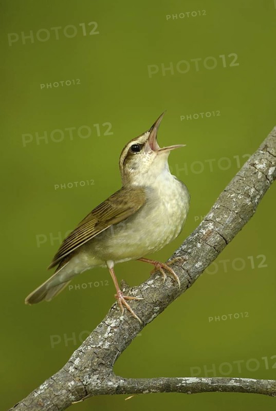 Swainson's Warbler (Limnothlypis swainsonii) singing, Texas, USA