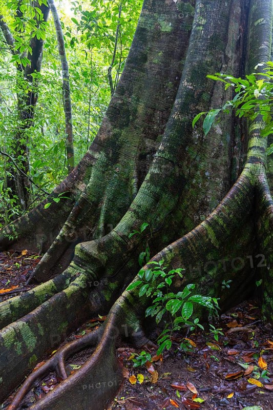 Root of a fig tree (Ficus), tropical rainforest, Osa Peninsula, Puentarenas, Costa Rica