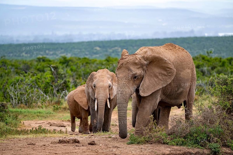 African elephant (Loxodonta africana), Addo Elephant National Park, Eastern Cape, South Africa
