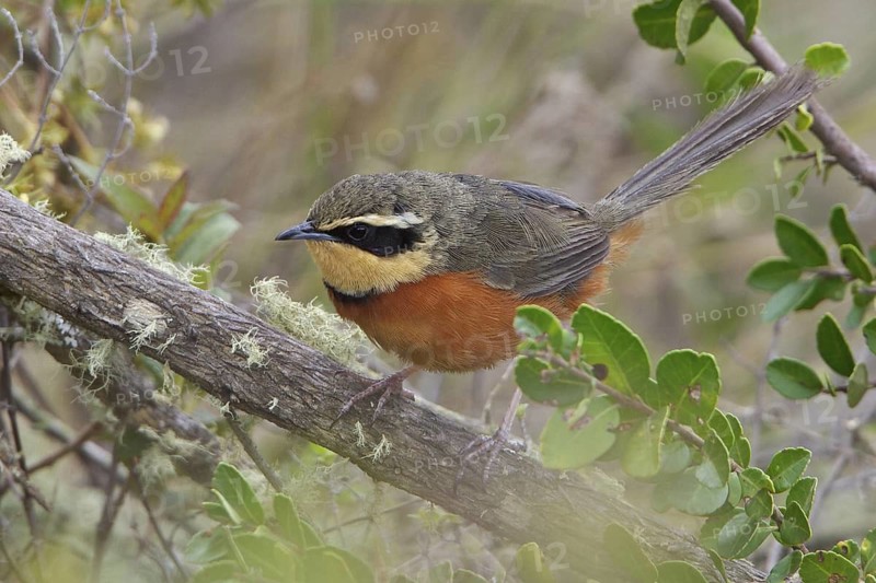 Olive-crowned Crescent-chest (Melanopareia maximiliani) perched on a branch in Bolivia, South America