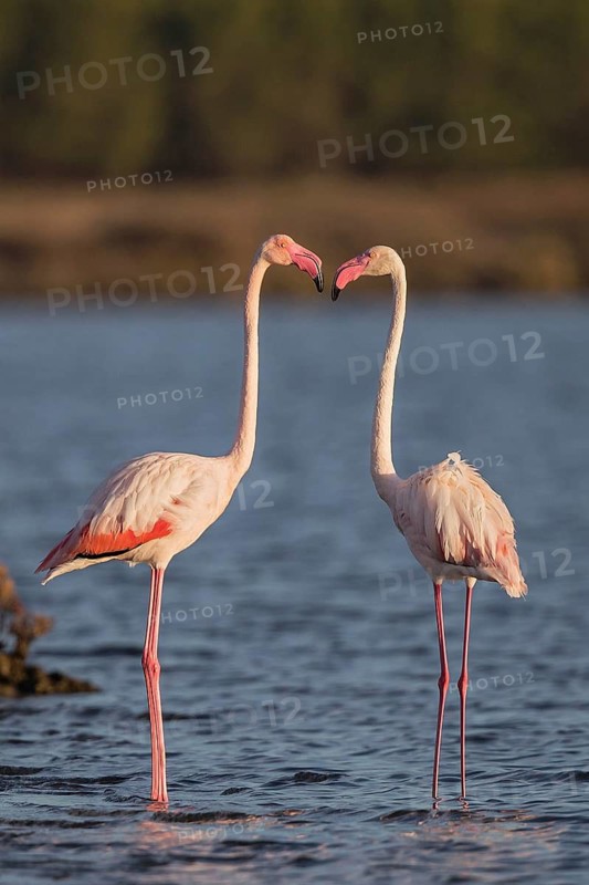 Greater Flamingo (Phoenicopterus roseus), Sardinia, Italy
