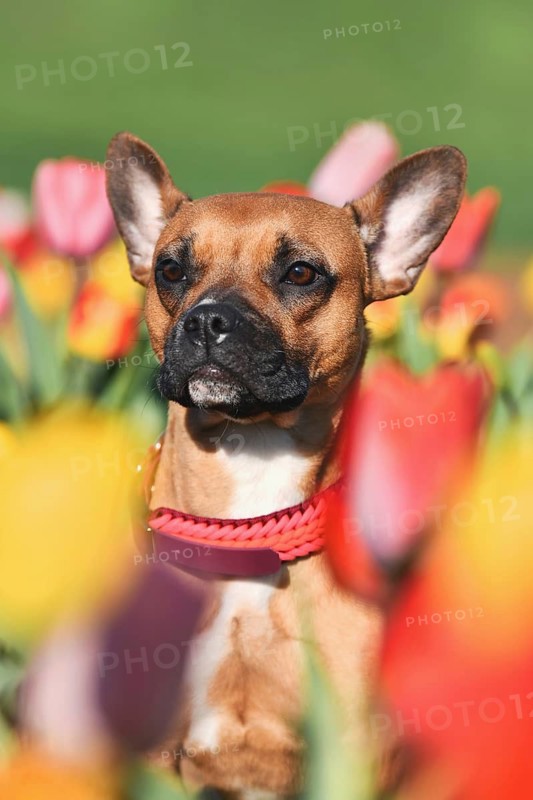 Cute brown mixed breed dog with woven paracord collar sitting in a colorful spring flower tulip field