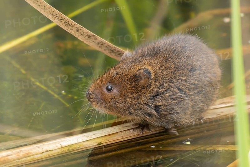 Water vole (Arvicola amphibius) adult rodent animal amongst reeds in a pond in summer, RSPB Minsmere nature reserve, Suffolk, England, United Kingdom