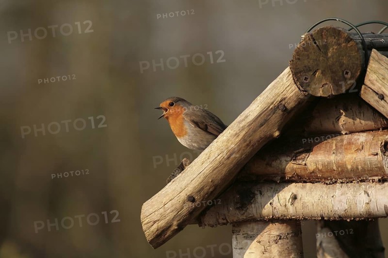 European Robin (Erithacus rubecula) singing, Lower Saxony, Germany