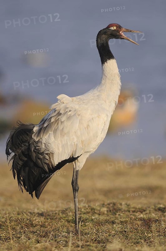 Black-necked Crane (Grus nigricollis) calling, Dashanbo, China