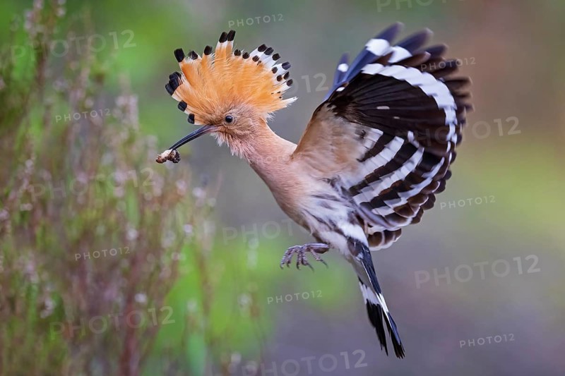 Eurasian Hoopoe (Upupa epops) flying with food in its beak, Saxony-Anhalt, Germany