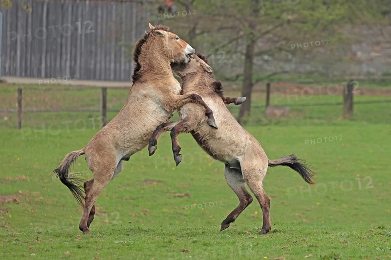 Przewalski's horse (Equus ferus przewalskii), playing in the meadow, rising, Tachi, Captive
