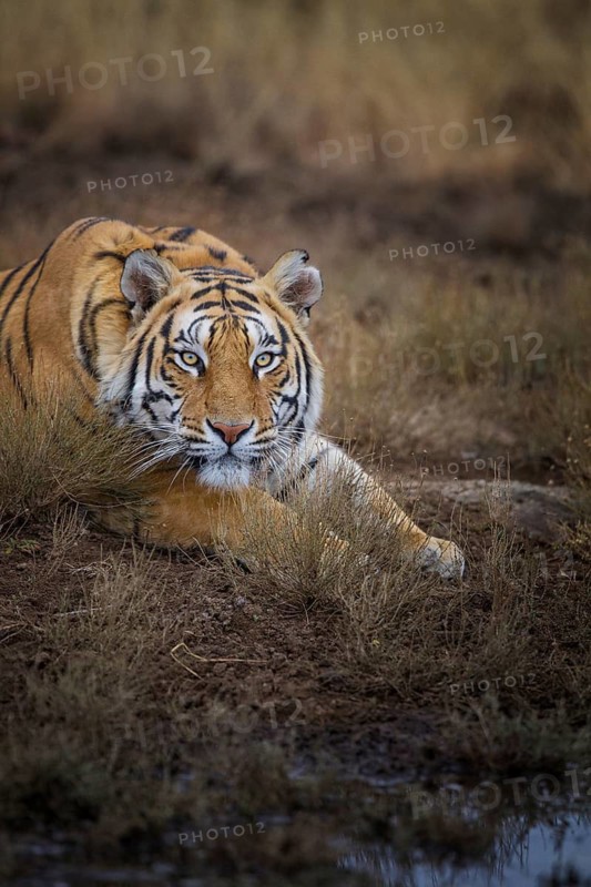 Bengal Tiger (Panthera tigris) adult, portrait at waterhole, captive, Philippolis, South Africa