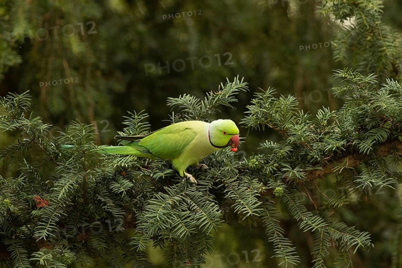 Rose-ringed Parakeet (Psittacula krameri) male feeding on European yew (Taxus baccata) seeds, Hesse, Germany