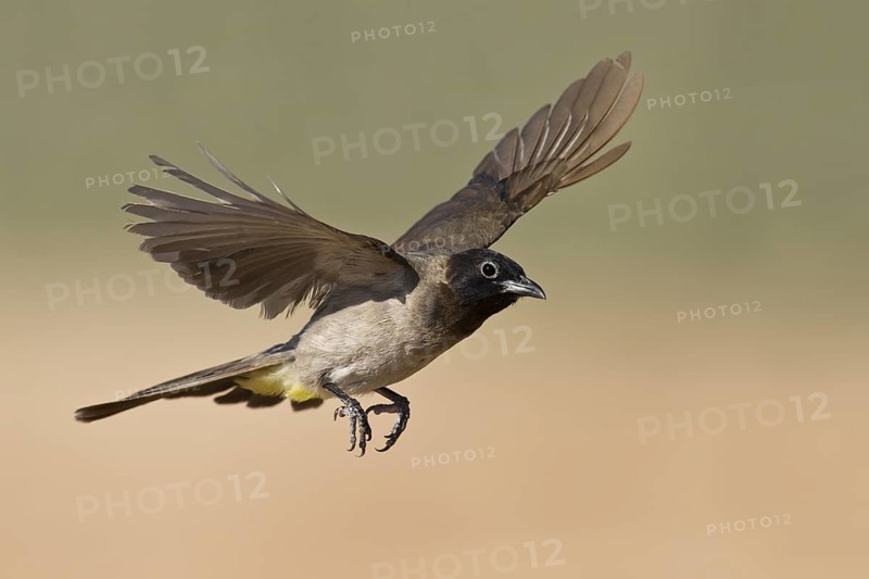 White-spectacled Bulbul (Pycnonotus xanthopygos) flying, Eilat, Israel