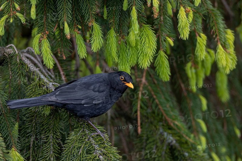 This blackbird (Turdus merula) regularly visits a small group of spruce trees, where it does not look for food but uses the tree tops as a singing platform, May, Germany
