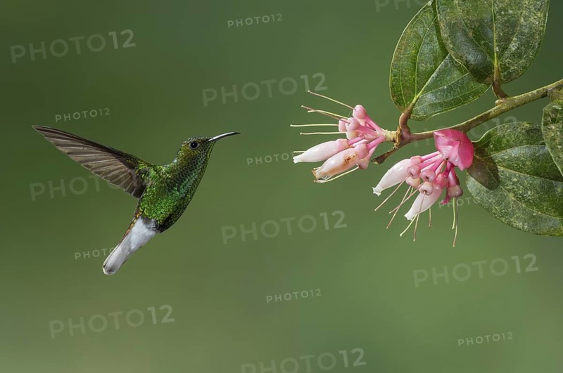 Coppery-headed Emerald (Elvira cupreiceps), Costa Rica