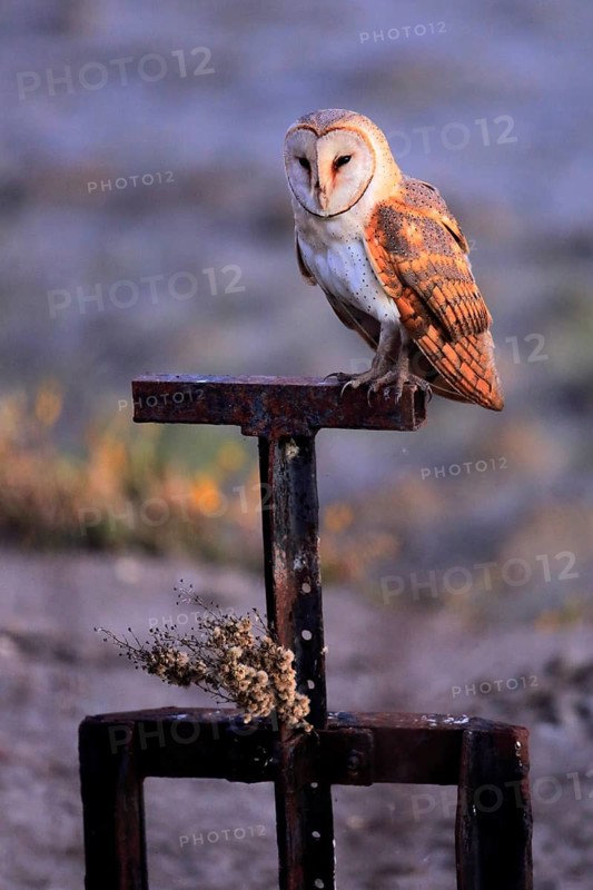 Western Barn Owl (Tyto alba), Andalusia, Spain