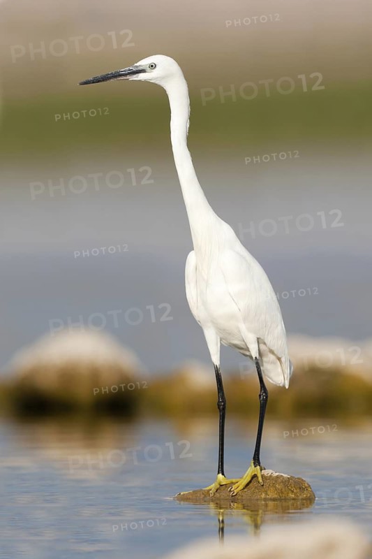 Little Egret (Egretta garzetta), Croatia