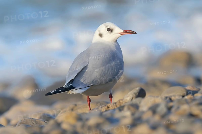 Black-headed Gull (Chroicocephalus ridibundus), Asturias, Spain