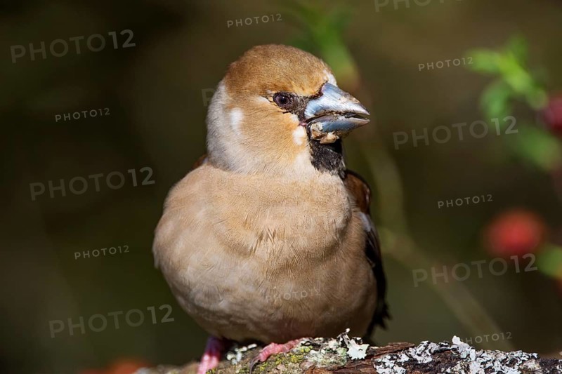 A sick female hawfinch (Coccothraustes coccothraustes) sitting on a branch. The texture and details of the bird are clearly visible, Baden-Württemberg, Germany