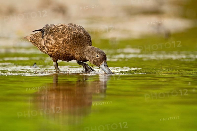 Brown Teal (Anas chlorotis) female, North Island, New Zealand