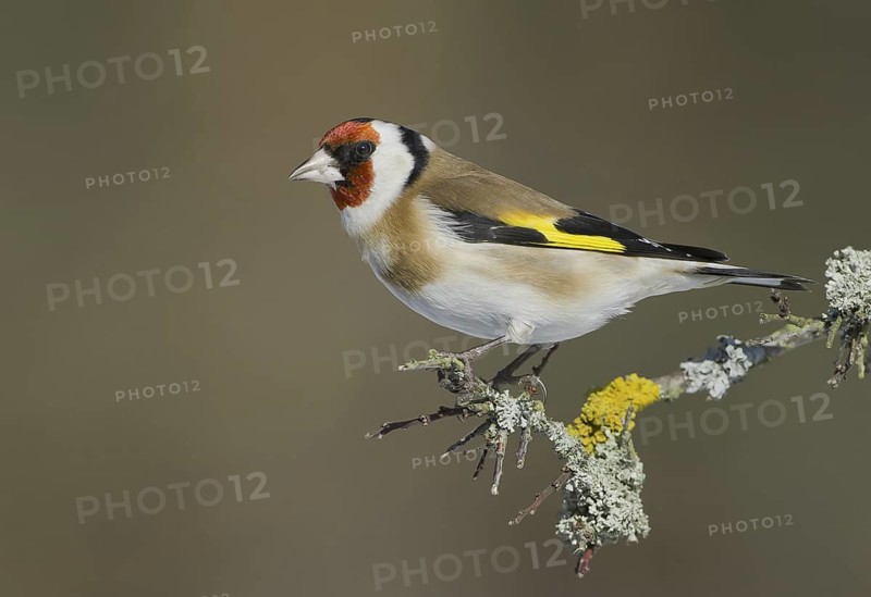 European Goldfinch (Carduelis carduelis), Saxony, Germany