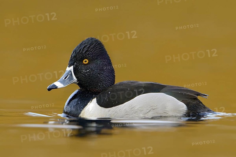 Ring-necked Duck (Aythya collaris) male, British Columbia, Canada