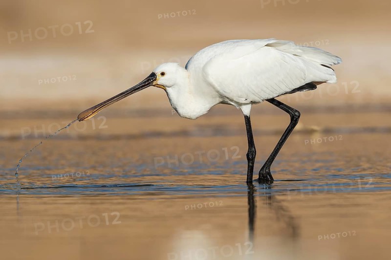 Eurasian Spoonbill (Platalea leucorodia) foraging, Eilat, Israel