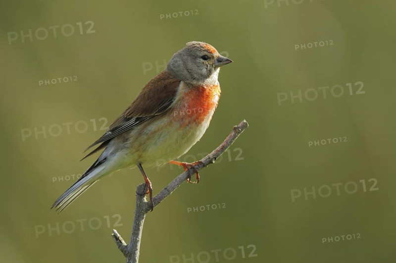 Common Linnet (Linaria cannabina) male, Schleswig-Holstein, Germany