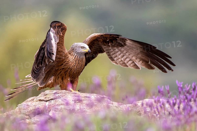 Red Kite (Milvus milvus), Madrid, Spain