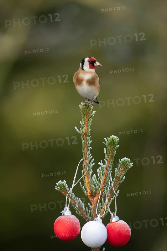 European goldfinch (Carduelis carduelis) adult bird on a Christmas tree in winter, Suffolk, England, United Kingdom