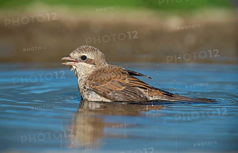 Red-backed Shrike (Lanius collurio) juvenile bathing, Aosta Valley, Italy