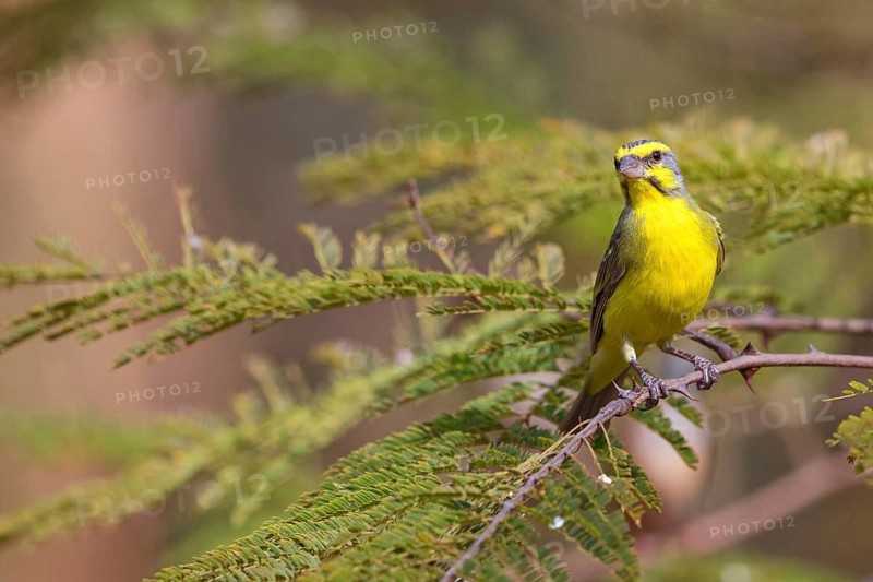 Mozambique Canary, Crithagra mozambica, Serinus mozambicus, Yellow-fronted Canary, Serin du Mozambique, Tendaba camp / Tendaba photo hid, Kwinella, South Bank, Gambia