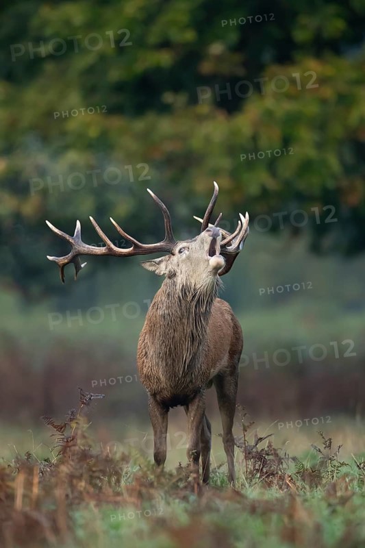 Red deer (Cervus elaphus) adult male stag animal roaring in the rutting season in autumn, England, United Kingdom