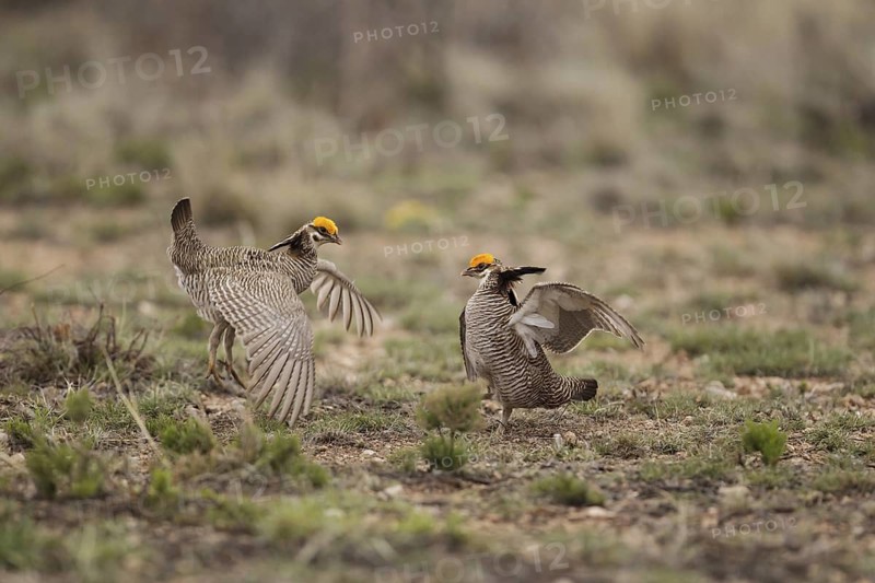 Lesser Prairie Chicken (Tympanuchus pallidicinctus) male, New Mexico, USA