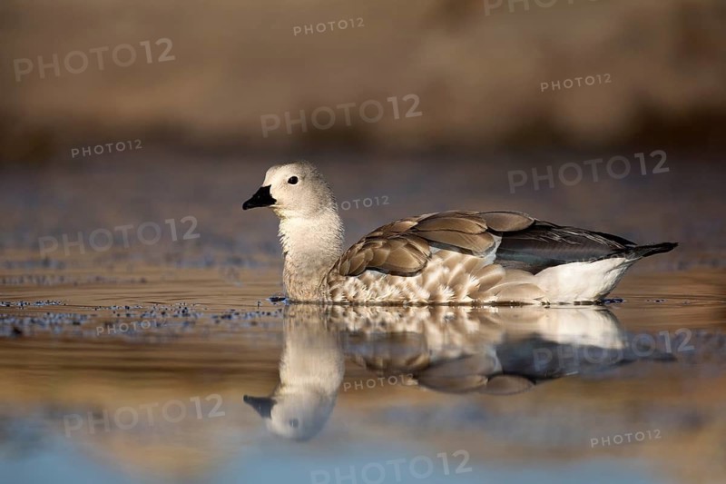 Blue-winged Goose (Cyanochen cyanoptera), Bale Mountains National Park, Ethiopia